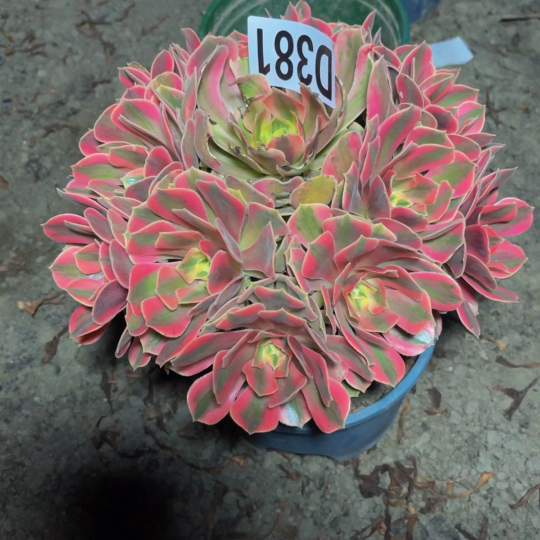 女妖法师16/////29包邮