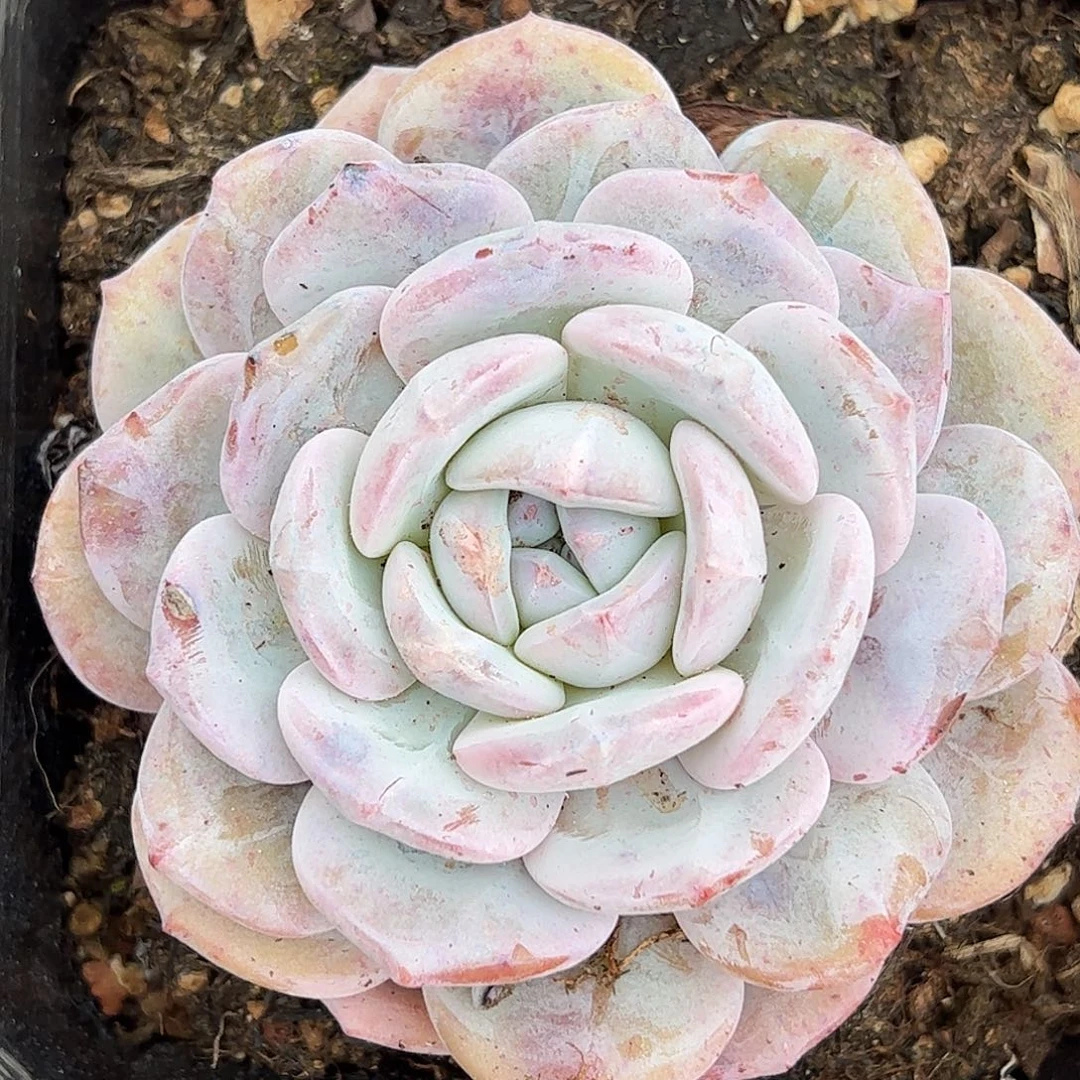 奶盖单头，一物一拍