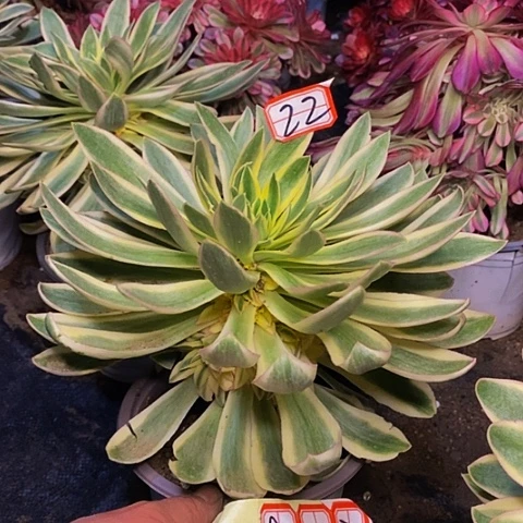 清莲捧花法师22链接