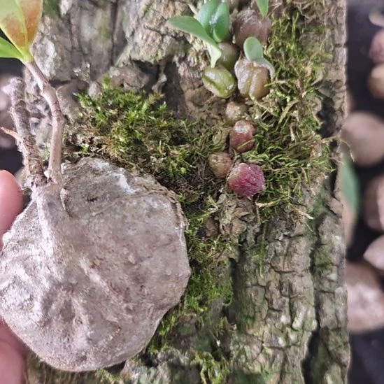 牛***牛一物一拍，奇异植物！