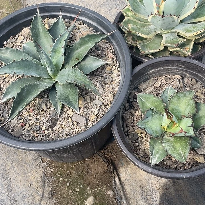 无花朵龙舌兰绿色植物