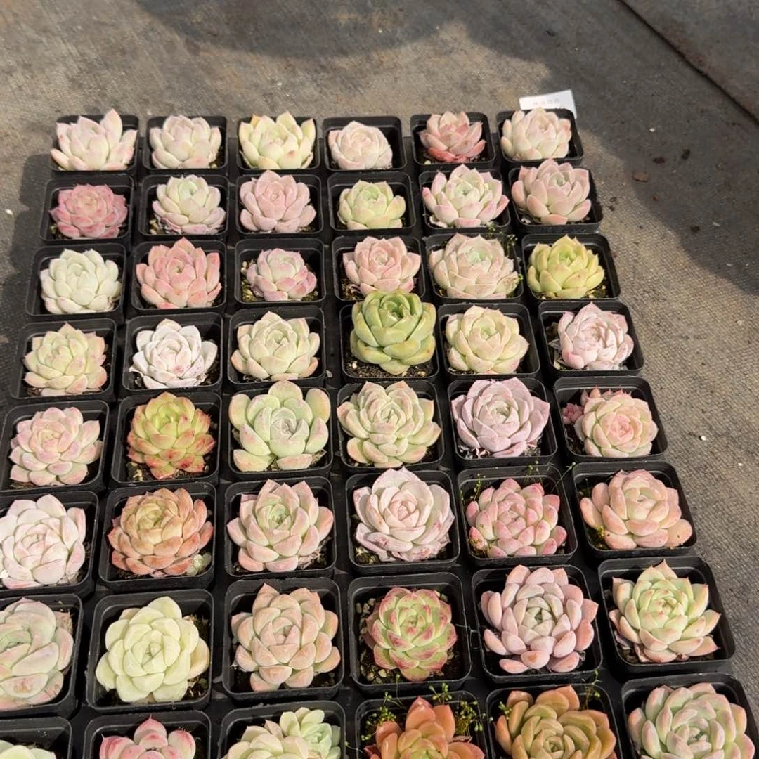 多肉杂交一物一拍多肉杂交一物一拍12-16