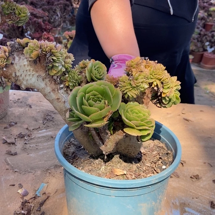 无***象348绿羊绒缀化老桩老桩