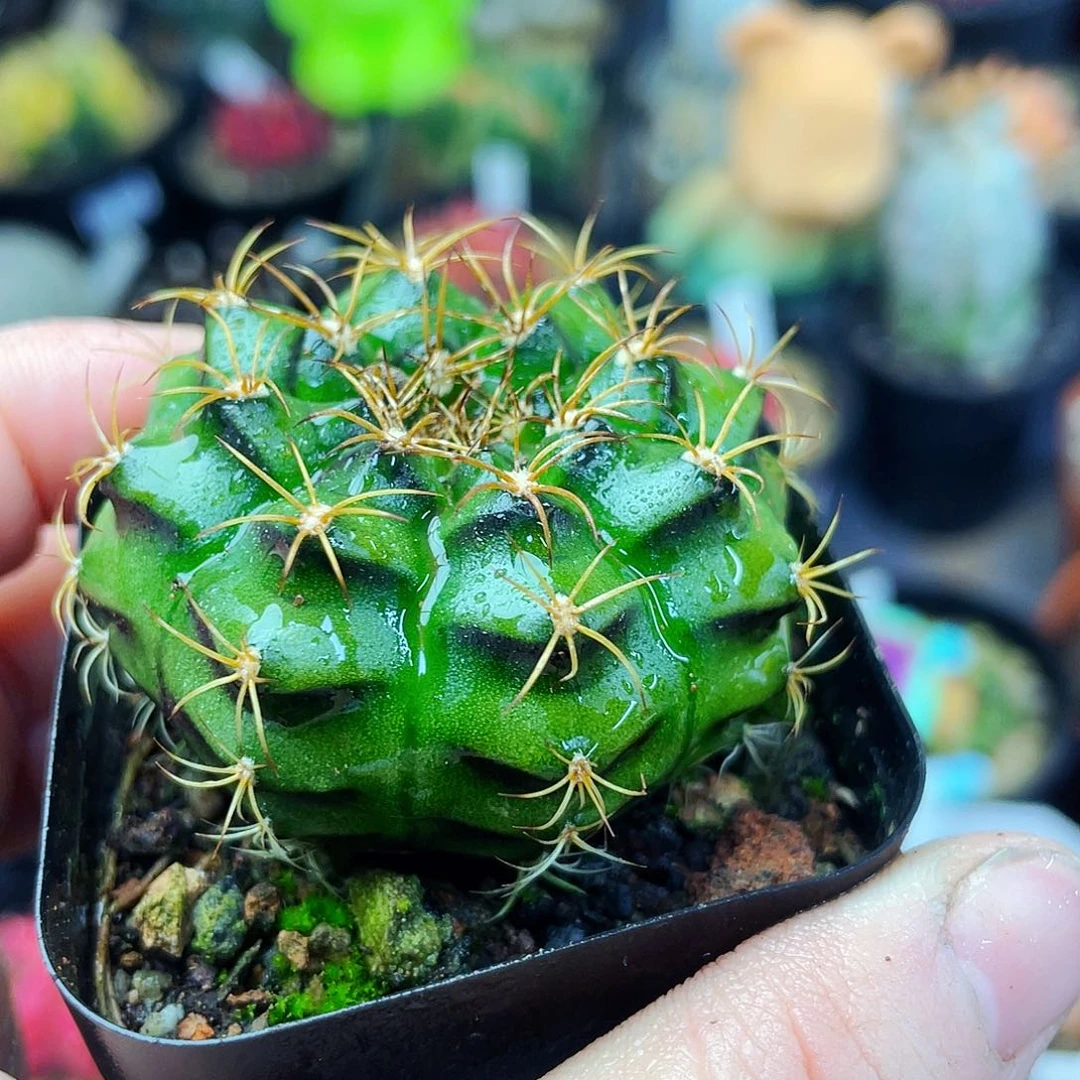 花环非偏远地区满25包邮仙人球