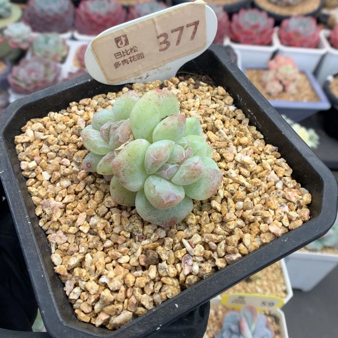 377 潜力股冰玉石化多肉