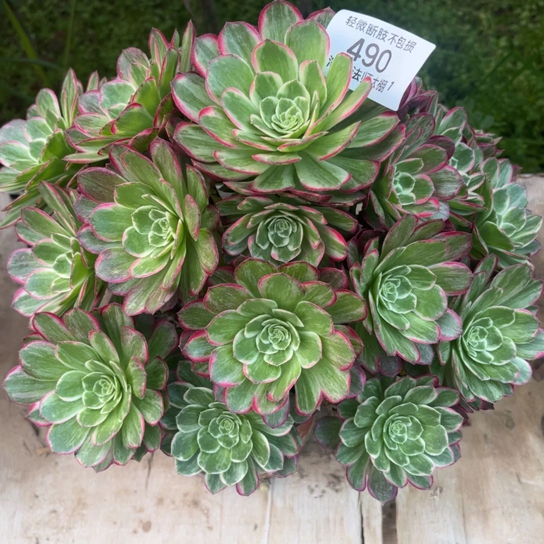 490芙蓉多肉植物多肉植物