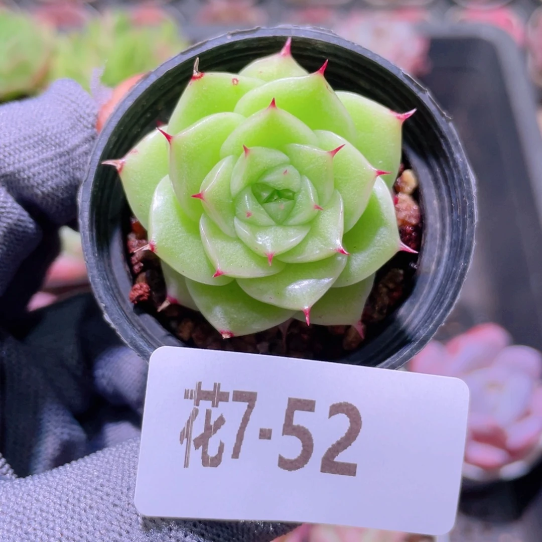 花利美 7-52海王