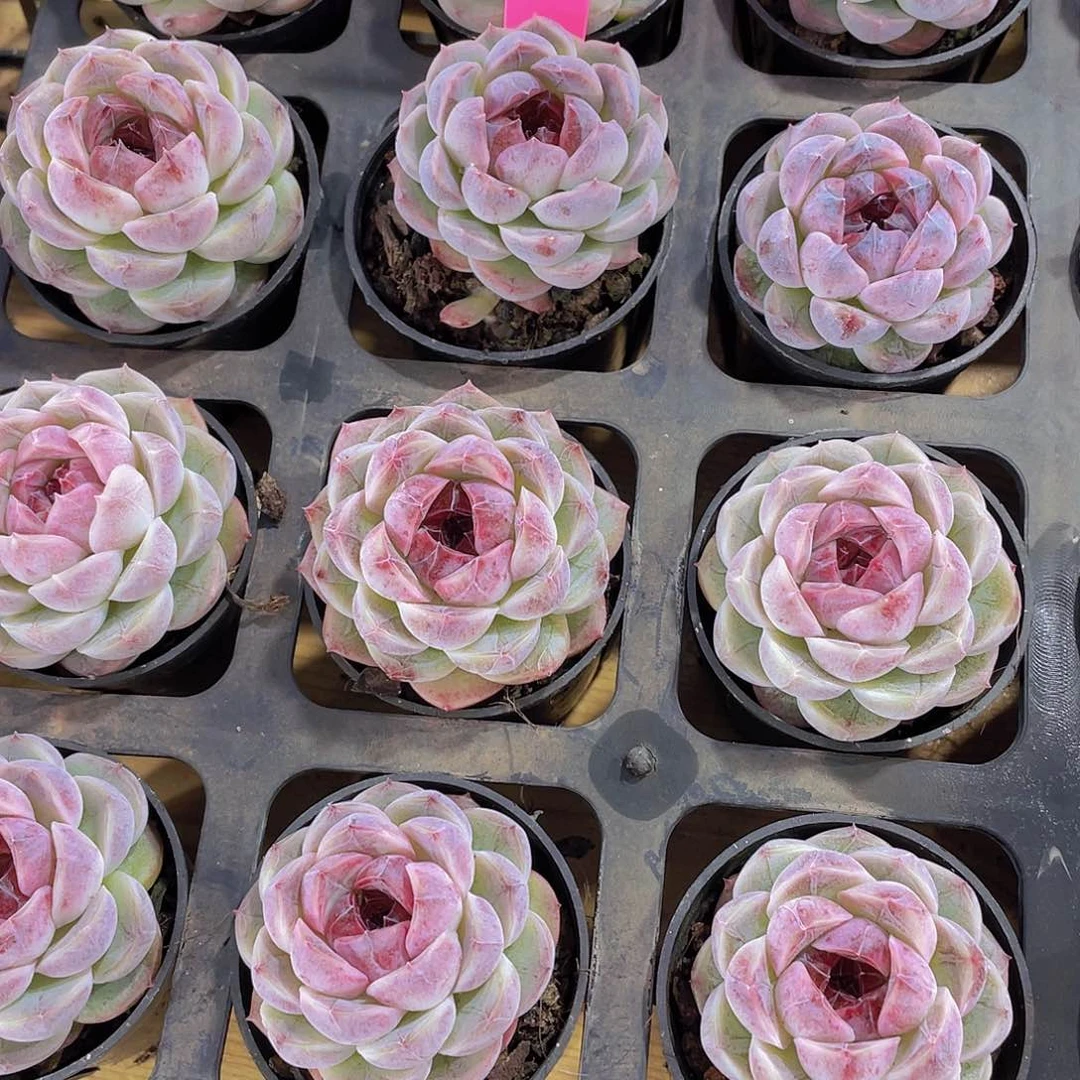 1254号 微紫珍妮单头一个