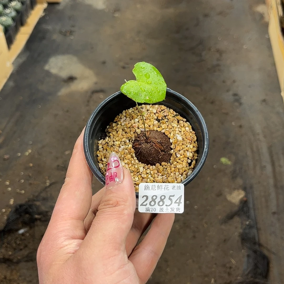 朩28854一物一拍单头发货