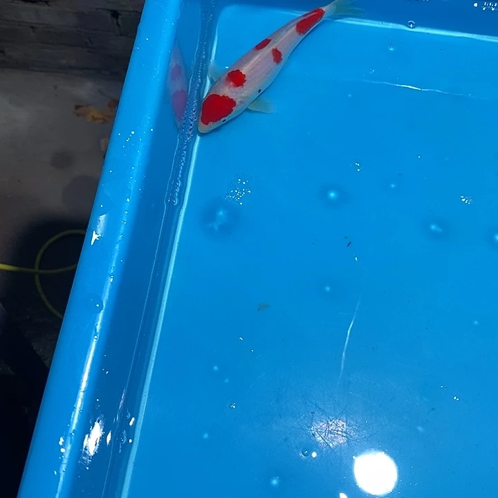 锦鲤纯种血统锦鲤观赏鱼