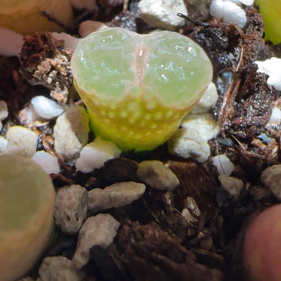 肉锥多肉植物百科26-粉樱903