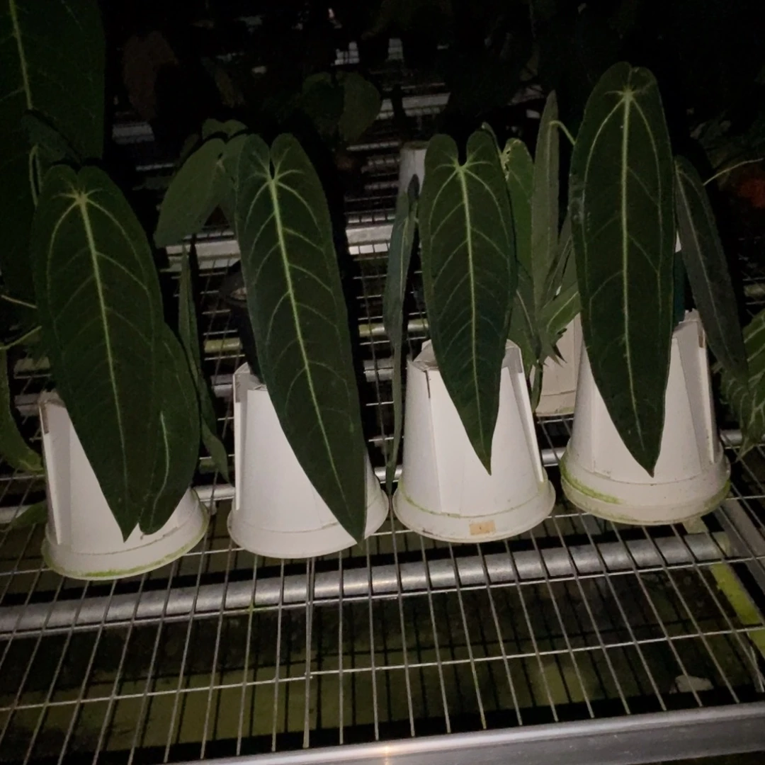 不开花植物火鹤后（一物一拍）