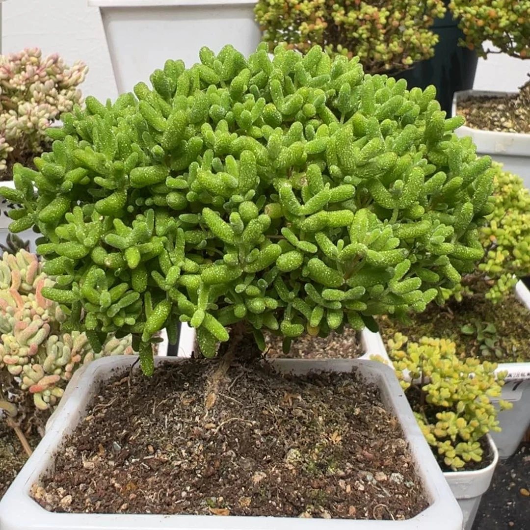 小***糊d3430蜜桔糖球枝干