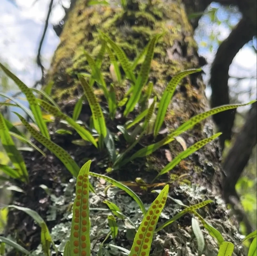 吉林长白山  黄金草 50克