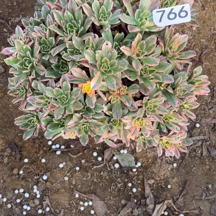 x****无花朵766对肉植物甜茶