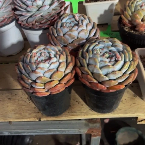 组合套餐编号32号