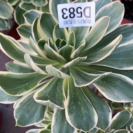 桂*香多肉植物一个