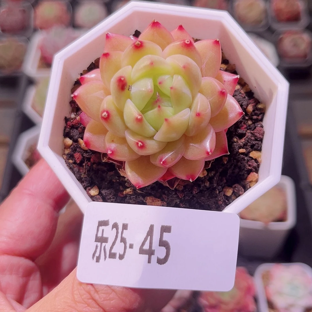 乐然25-45 精选溏心