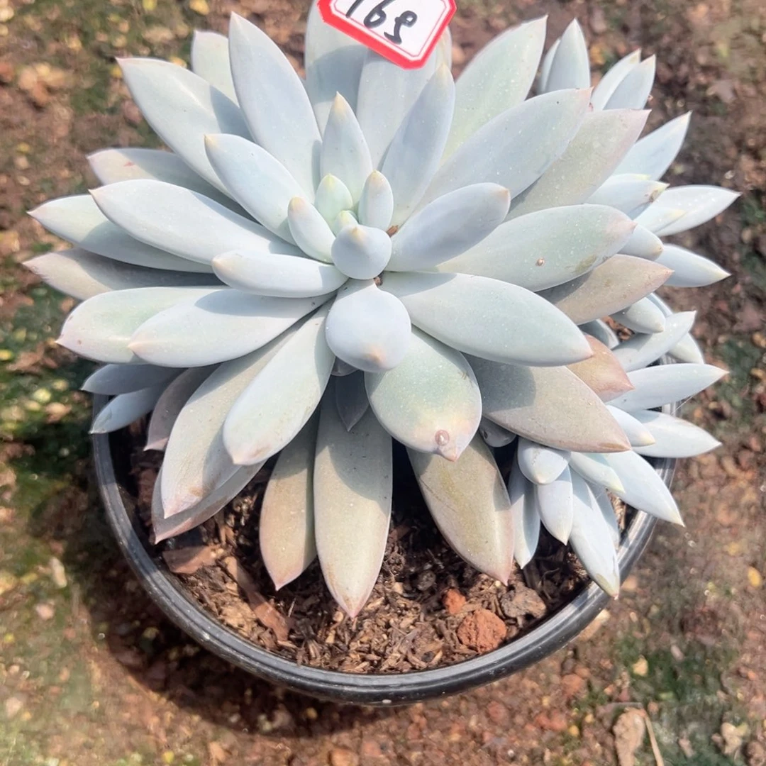 宁***远精品多肉植物老桩