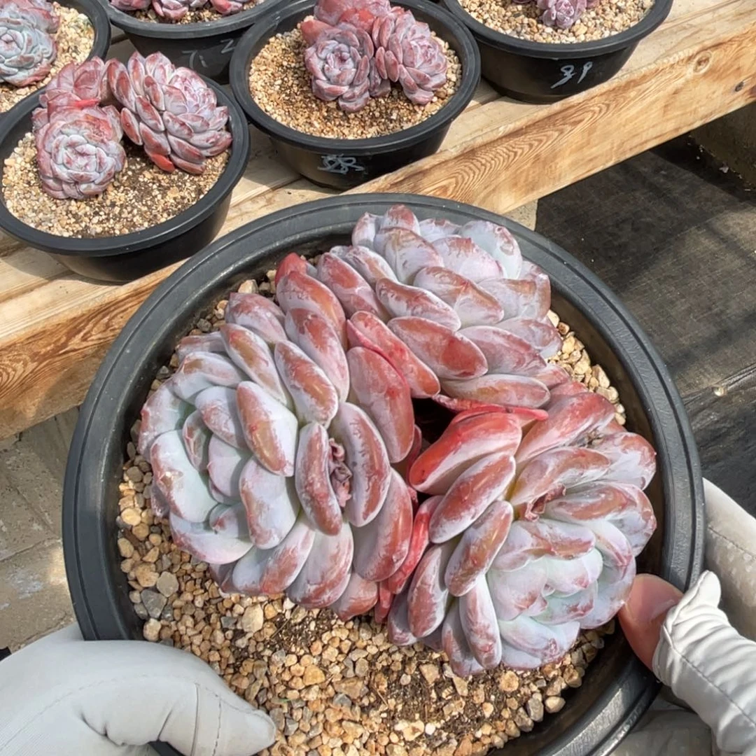 一物一拍不支持退换