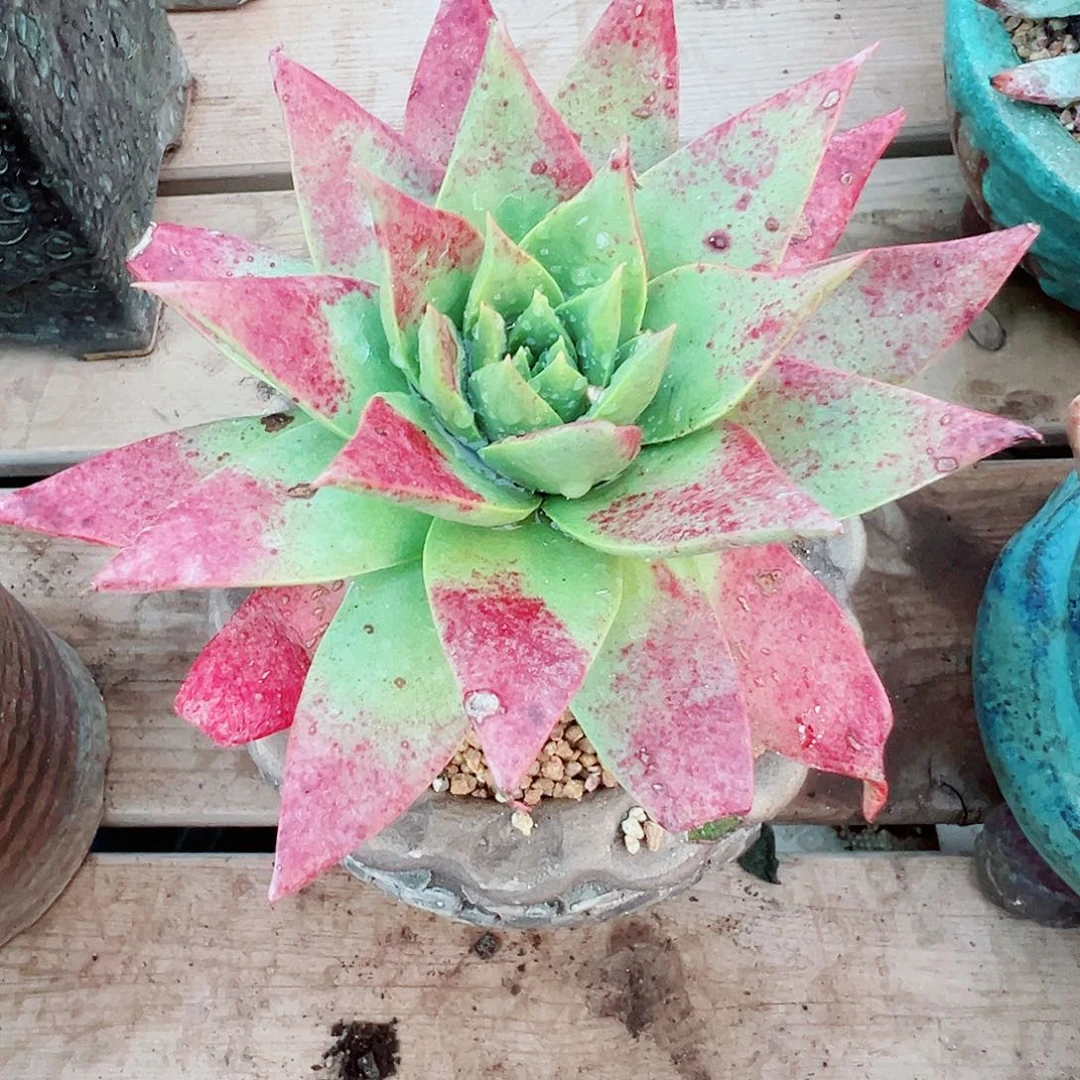 9016坎黛仙女杯多肉