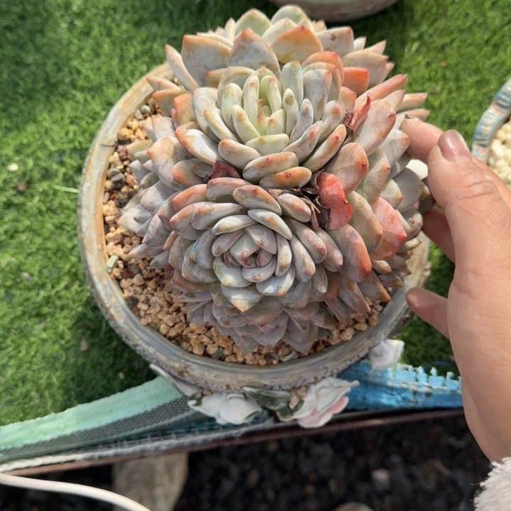 完美捧花橙子群多肉植物绿植