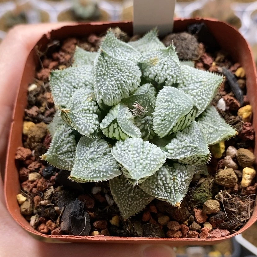 【闪购商品】68天使寿