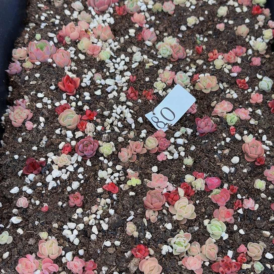 M****?多肉植物多肉植物80