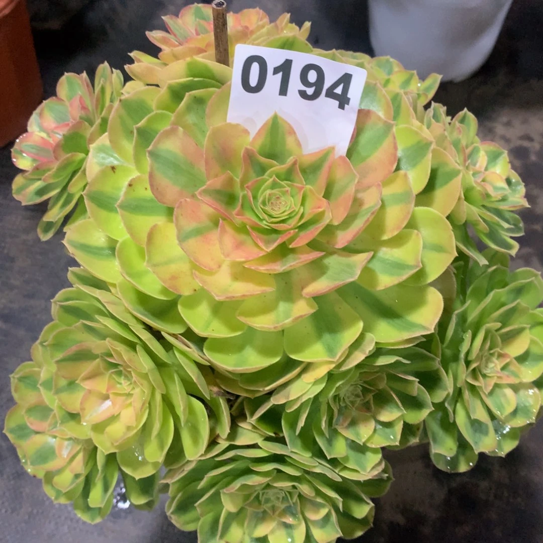 幸****雨荷0194法师多肉植物39.9000000