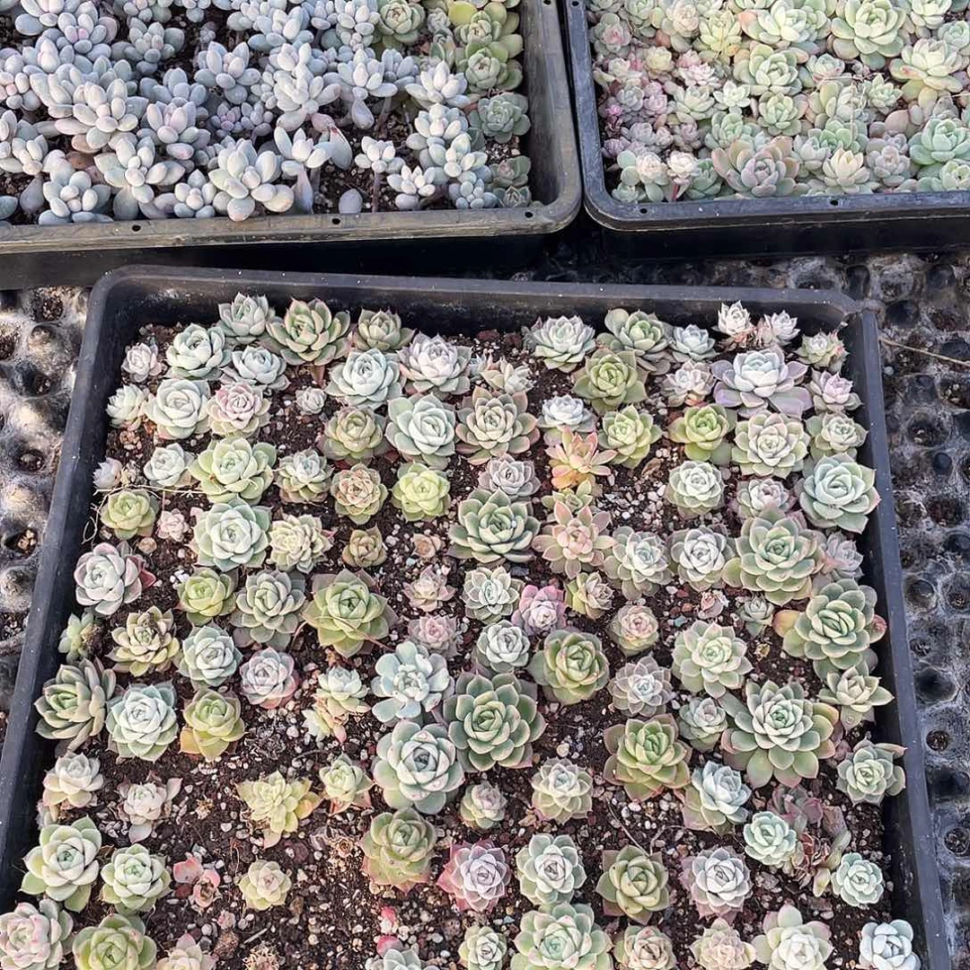 百***味281。  切盒发货。