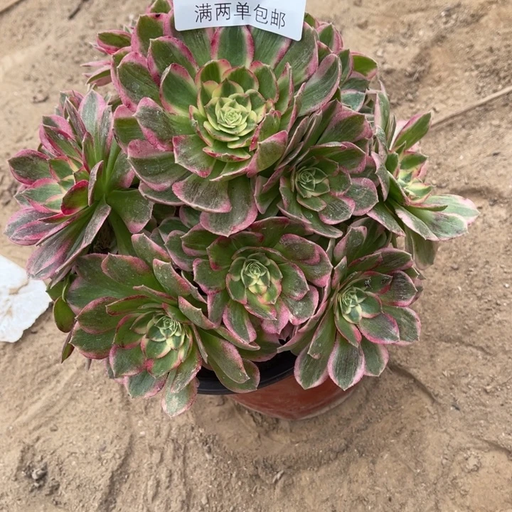 3323海王多的多肉的