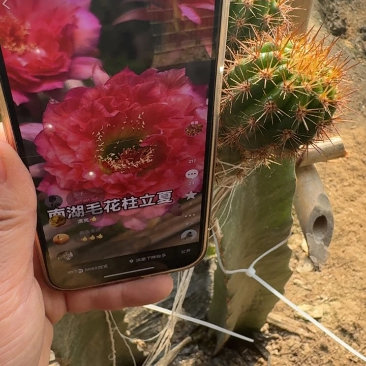 220毛花柱立夏歪无根侧牙5公分左右掉刺