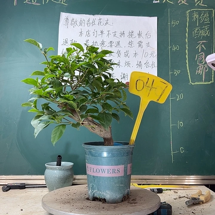 当前无花栽培后可以开花巴西紫047