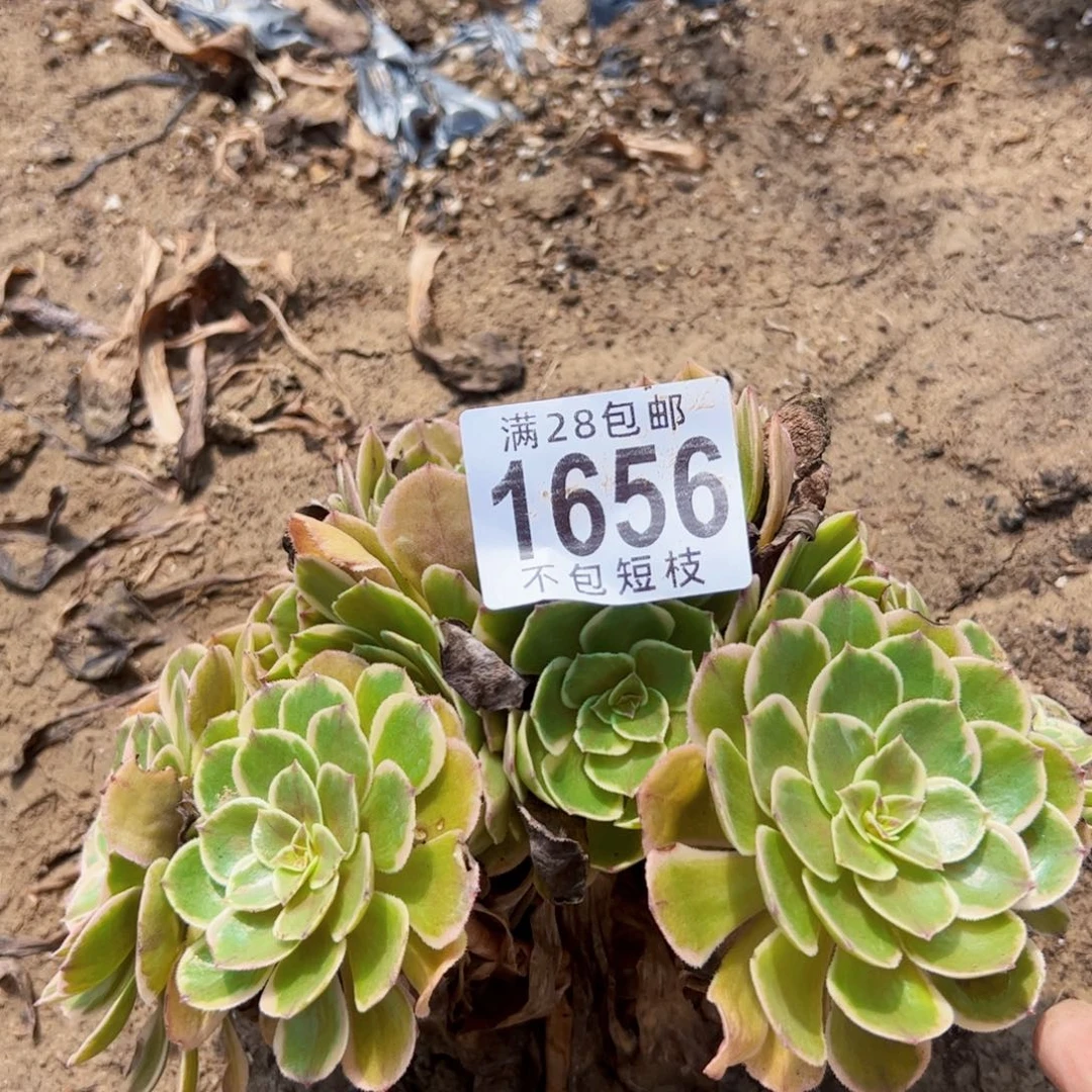 夜宴多肉植物法师1656