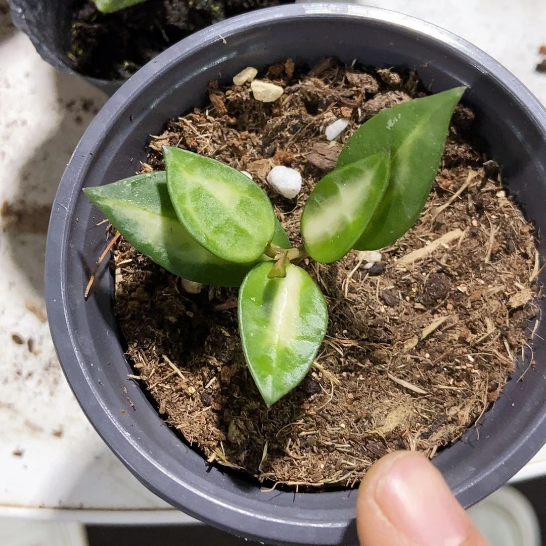 完全开放湖心裂瓣50