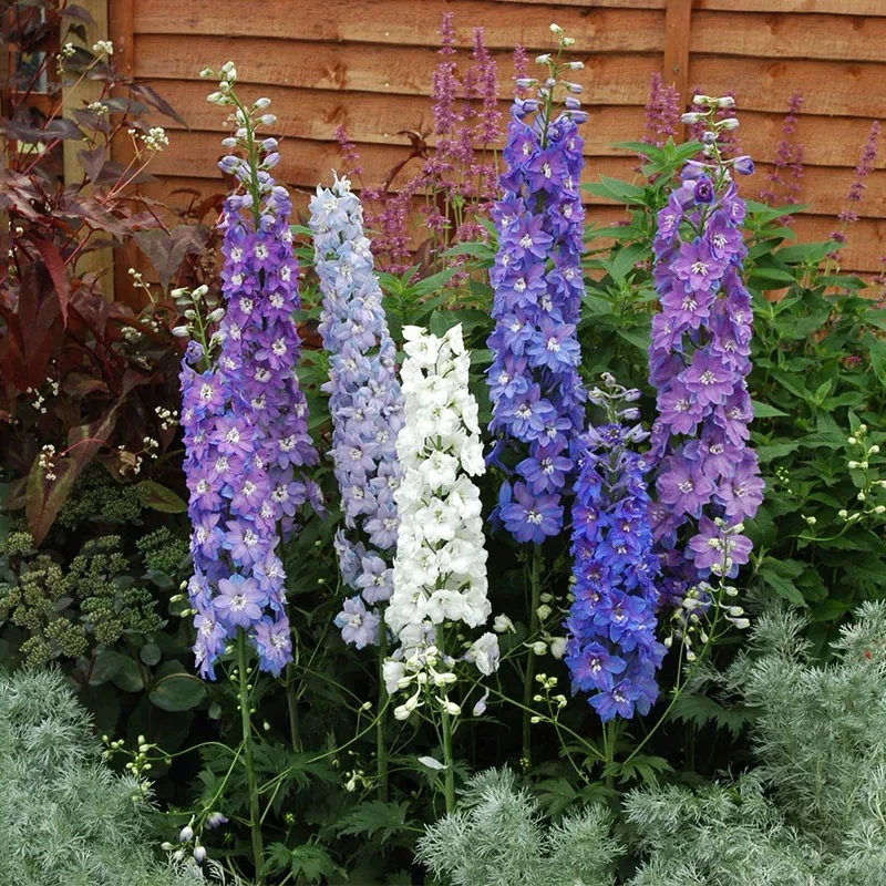 大花飞燕草耐寒耐热宿根植物花园三剑客之一