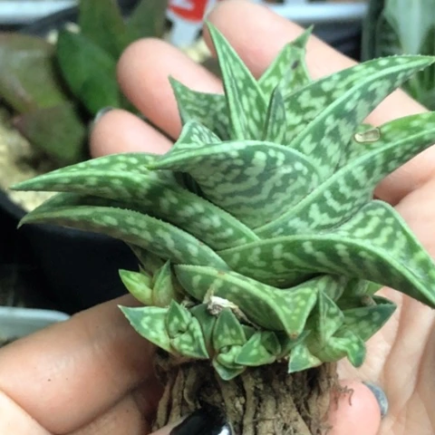 翠花掌芦荟母本带10个侧牙一起哈哈