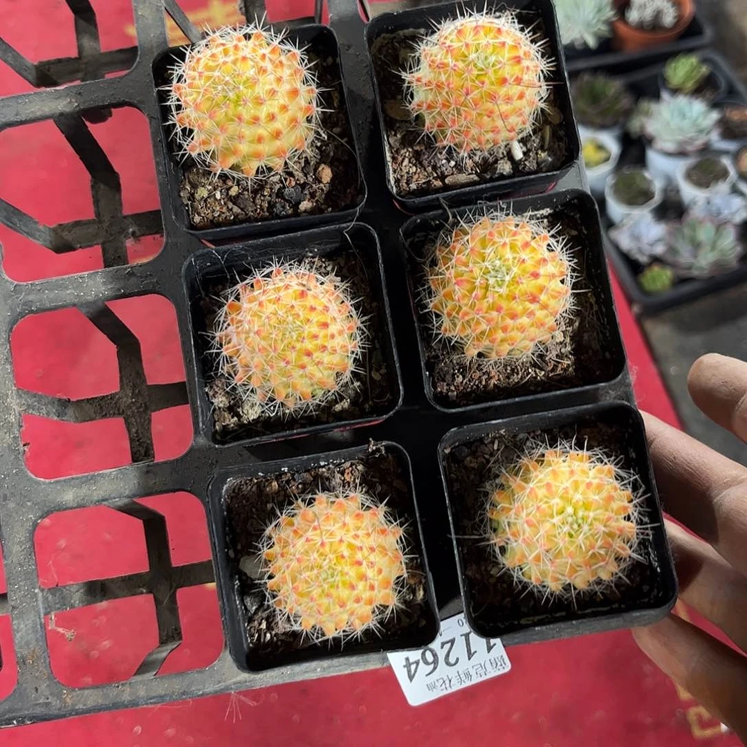 9****111264一物一拍单头发货