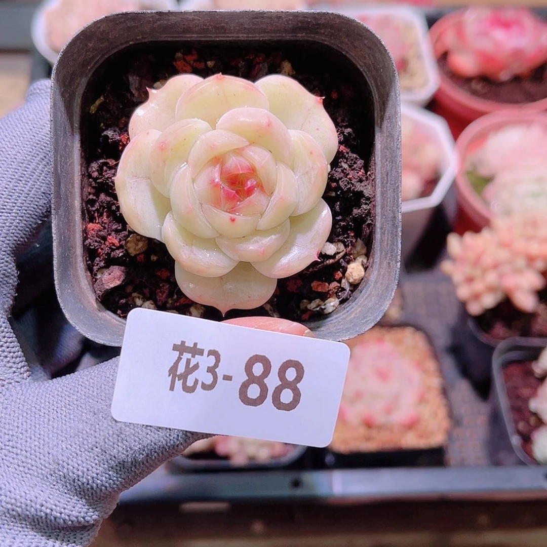 花03-88新品单头