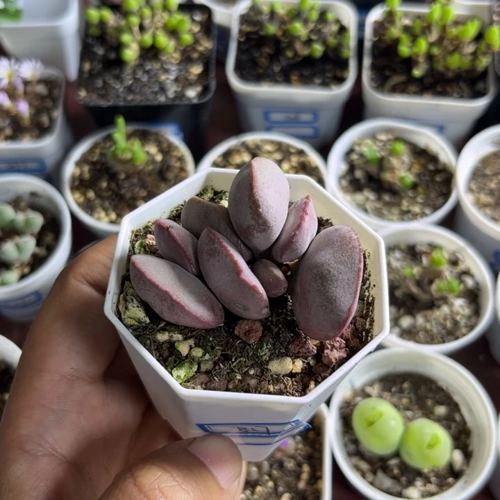 817 红蛋水泡多肉植物