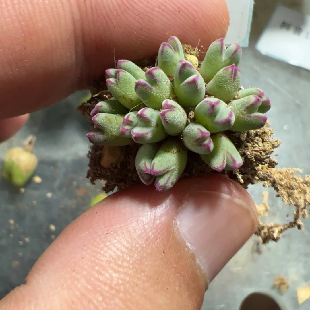 景*?14-167肉锥多肉植物，