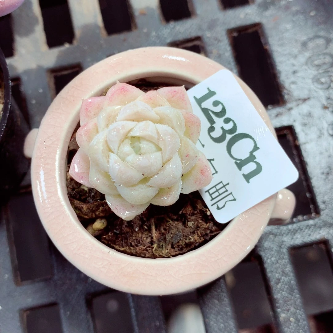 5厘米盆精控多肉123