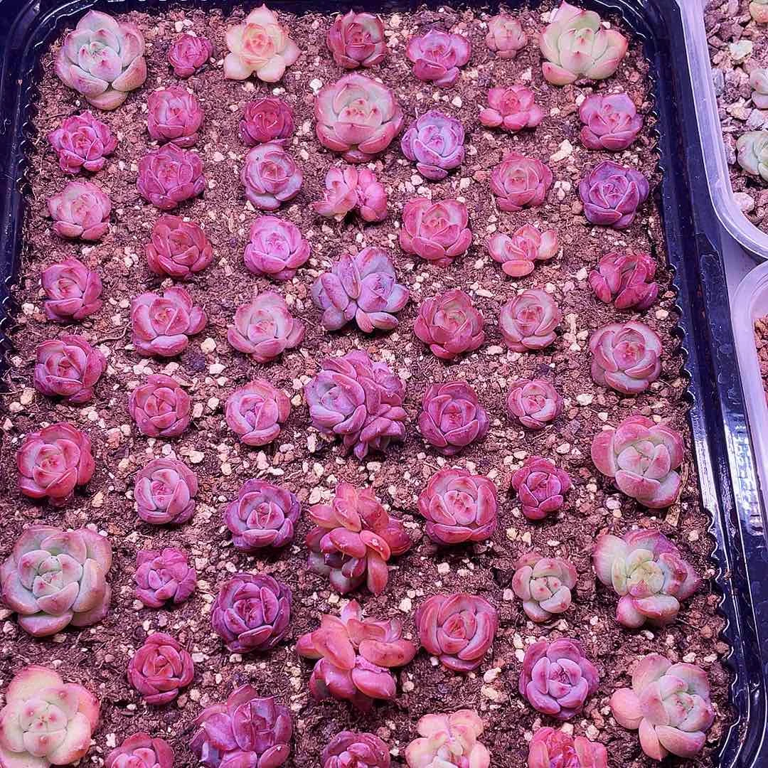 *****啦啦啦我们还是好朋友吧