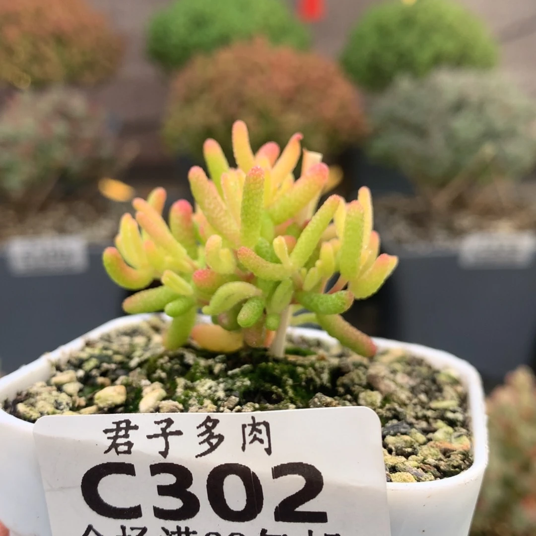 c302糖球粉锦枝干番杏