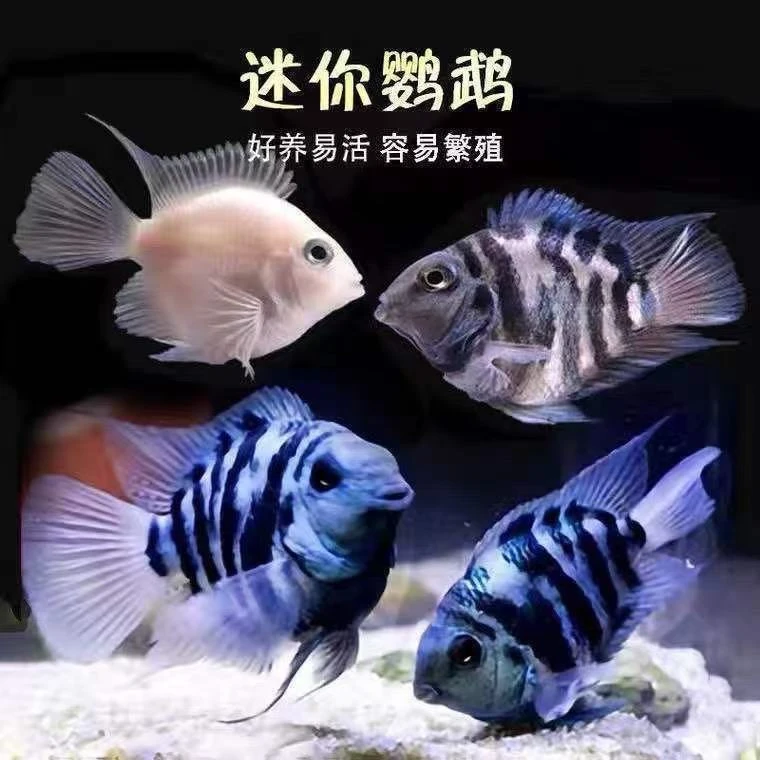 迷你鹦鹉鱼小型小鱼淡水热带观赏鱼苗可爱宝蓝白金种鱼懒人可繁殖