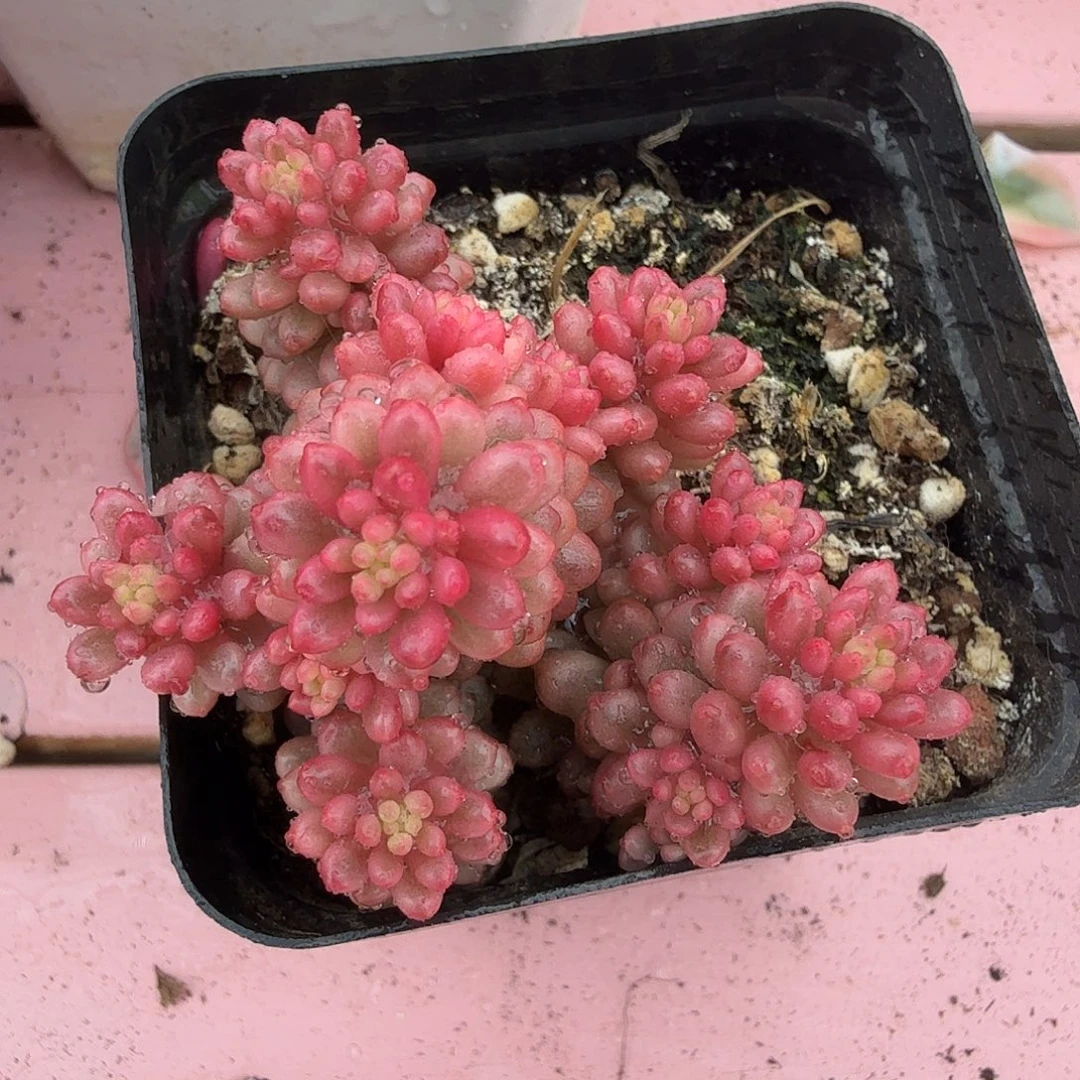 浆果锦，多肉植物。