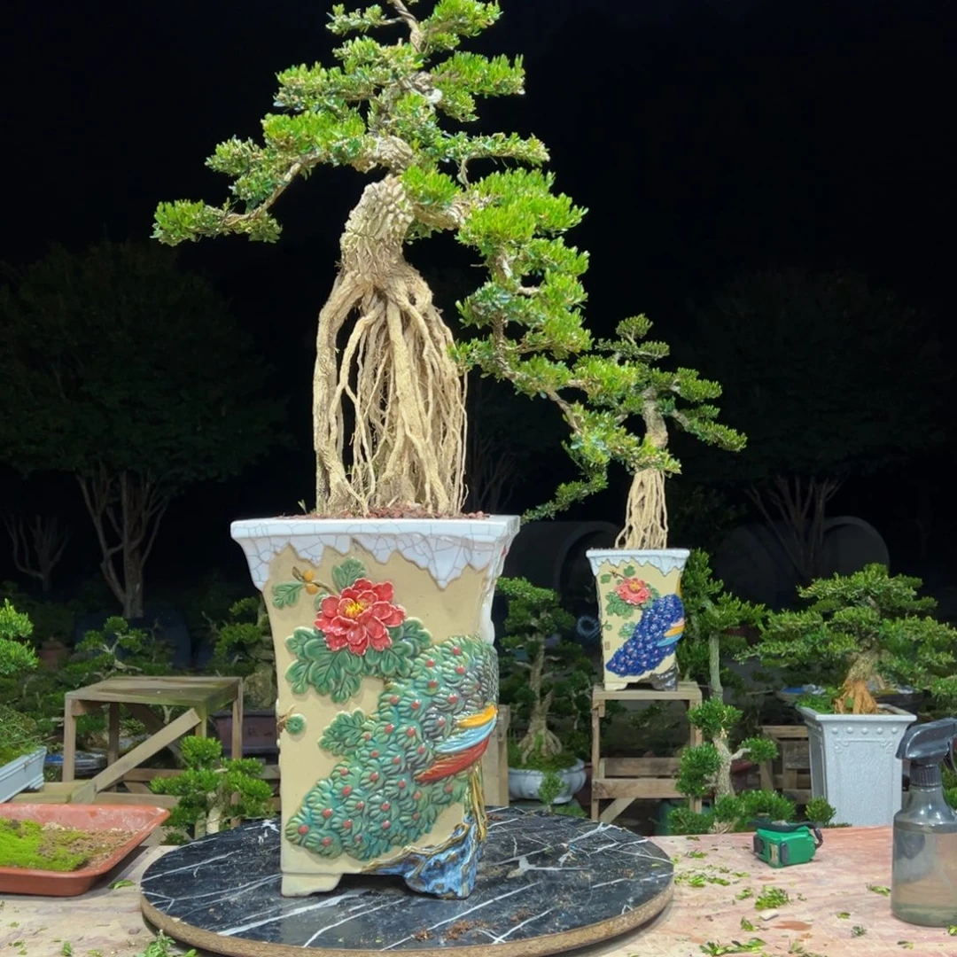 无花朵广东皱皮雀舌黄杨