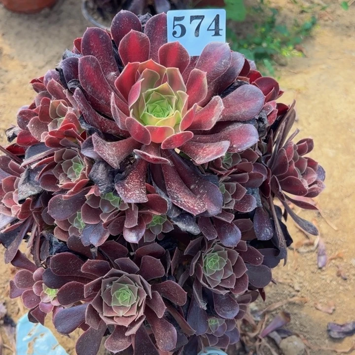 花呐多肉植物574.