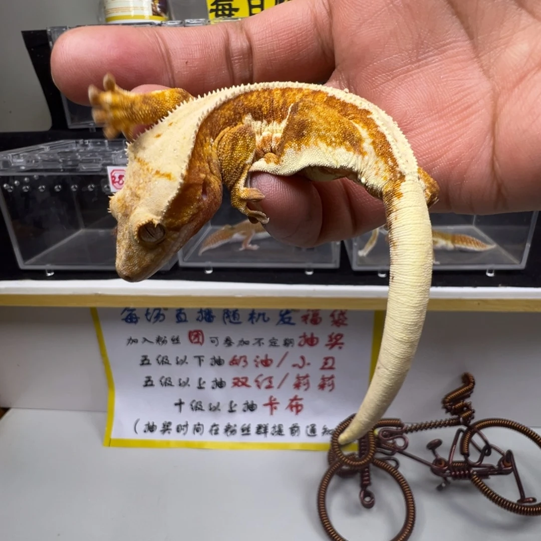 睫角守宫红底橙纹三色莉莉