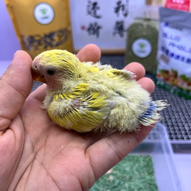 牡丹鹦鹉-精品红面澳桂母X7593